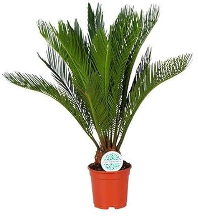 Cycas Revoluta – Ø 17 cm – 70 cm