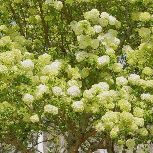 semillas de hortensia - orgánicas balcón exterior 400pcs