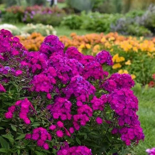 Generic 50 UltraViolet Phlox Seeds Flower Perennial Seed Flowers Butterfly Perennial Flower Garden Seed Flowers Seed Flower, Purple