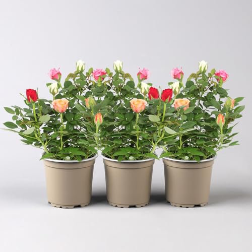 Rose 'Quadro' rosa, rot, weiß, orange, Topf-Ø 10,5 cm, 3er-Set
