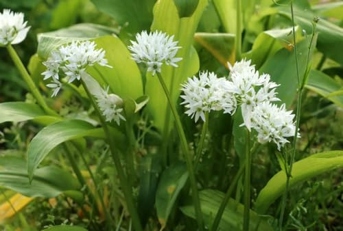 1 PACK OF 1g SEEEDS Wild Garlic