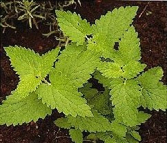 Katzenminze 'Nepeta cataria', Samen von Dragonspice Naturwaren