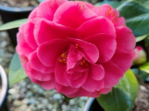 Camelia giapponese “Camellia Japonica”, 3 piante in vaso ø 9 cm, Camelia pianta vera, Vivaio di Castelletto