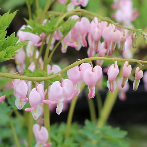 Tränendes Herz - hängepflanzen winterhart mehrjährig gartenblumen mehrjährig winterhart pflanzensamen garten bonsai topf Tränendes Herz sommerblumen 120samen