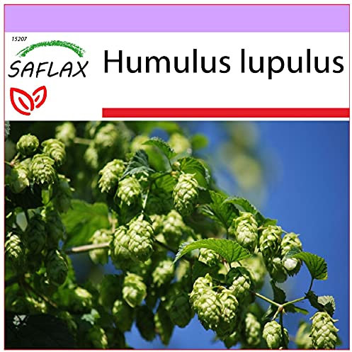 SAFLAX - Lúpulo - 50 semillas - Humulus lupulus