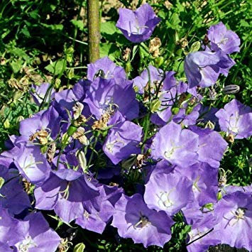 Potseed - Semi Campanula Carpatica