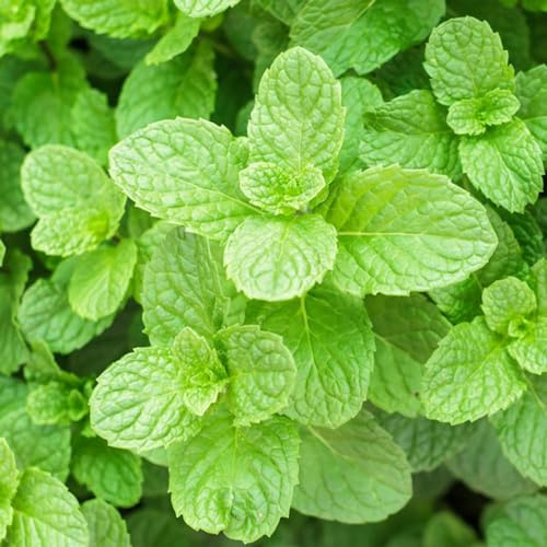 semi di menta - giardino verde decorazioni biologiche giardino esterni resistenti ufficio 50pcs