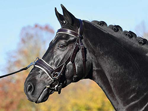 Busse