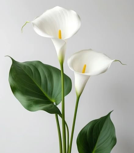 Calla Lily Bulbs Beautiful Now Mixed Crop for Planting Now UK Strong Plants That Grow Well Mix Golden Jade Carving Feels Garden