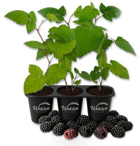 Apache BlackBerry Plant - 3 Live Starter Plants - Rubus - Edible Fruit Bearing Bush for Patio and Garden
