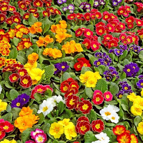 Polyanthus Mixed Seeds - Colourful Spring Flowering Perennials for Borders, Pots & Containers – Hardy & Easy to Grow – Early Blooms for Garden Colour – Great for Pollinators