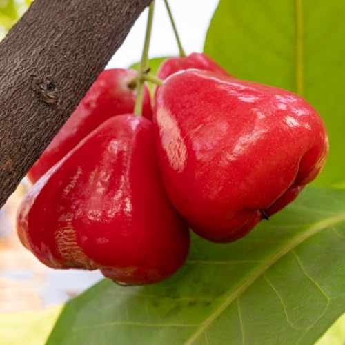 Semi di Syzygium samarangense, da balcone resistenti da frutto colonnari semi di da frutto nani resistenti semi rari da giardino 200pcs