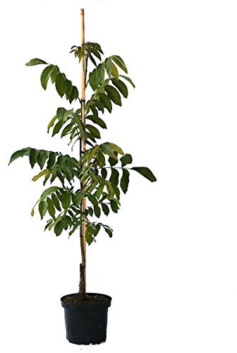 Seifersdorfer Runde selbstfruchtbarer Walnussbaum veredelt Walnuss 150-170 cm Pflanze im 10 Liter Topf