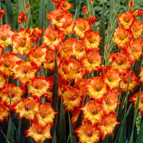 Gladioles Bulbes Princes Margaret Rose Collection - 10 Bulbes de Fleurs à Planter Exterieur - Plantes Vivaces Exterieur - Rustique - Naturelle Plantes de Hollande (pas de graines, non artificiels)