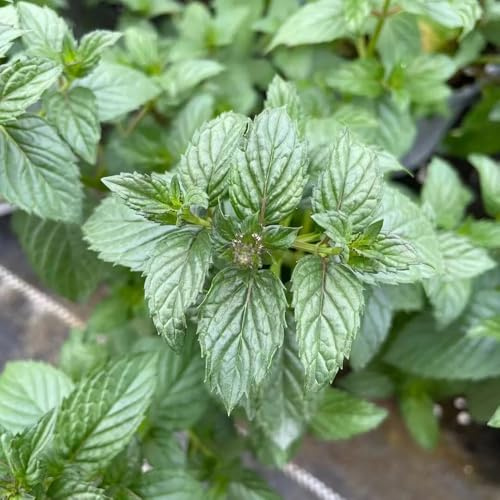 Semi di menta piperita, resistente al freddo da giardino all'inverno da ufficio biologici 300pcs