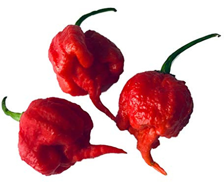 50 Samen CAROLINA REAPER (AKA HP22B) ***Neue Züchtung, Schärfer als Moruga*** Aktueller Weltrekord