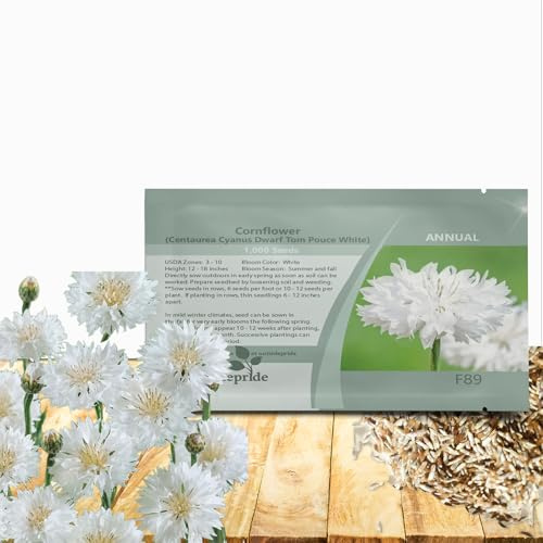 Outsidepride Dwarf White Cornflower Seeds for Planting - 1000 Pcs. Annual Bachelor's Button Flower Seeds for Cut Flower Gardens, Drought-Tolerant, Attracts Pollinators, Ideal for Borders & Bouquets
