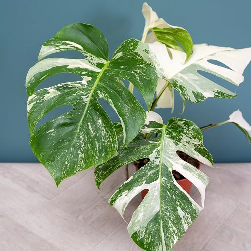 100Pcs Green White Monstera Plant Seeds