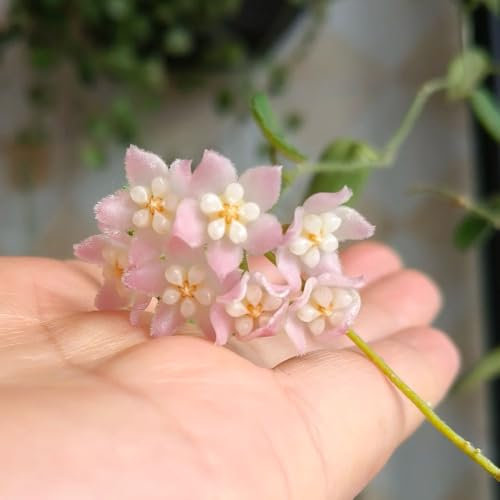 hoya pflanze samen - bonsai samen, pflanzen balkon garten, balkonblumen bio saatgut, kletterpflanze bienenweide, gartenblumen pflanzen pflanzensamen, schnellwachsende kletterpflanzen 180pcs