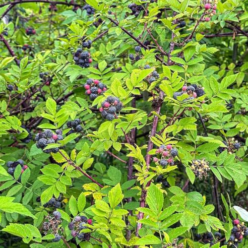 semi di lampone, semi di Rubus idaeus, le sono resistenti balcone biologici colonnari 200pcs