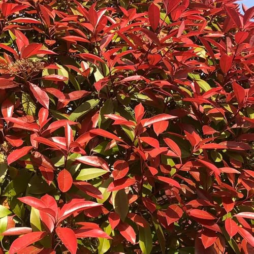 Semillas de níspero Red Robin, resistentes para balcones de Photinia Fraseri Red Robin, perennes resistentes hoja 100pcs