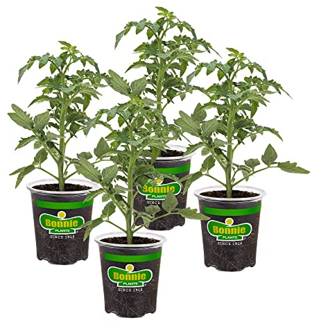 Bonnie Plants Big Beef Tomato 19.3 oz. 4-pack