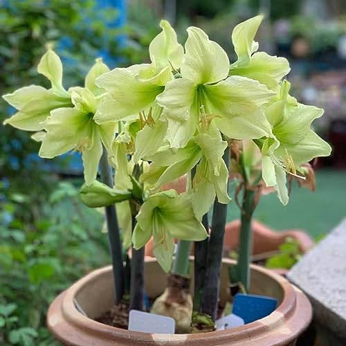 bulbo di amarillide - giardino balcone resistenti esterno 2pcs