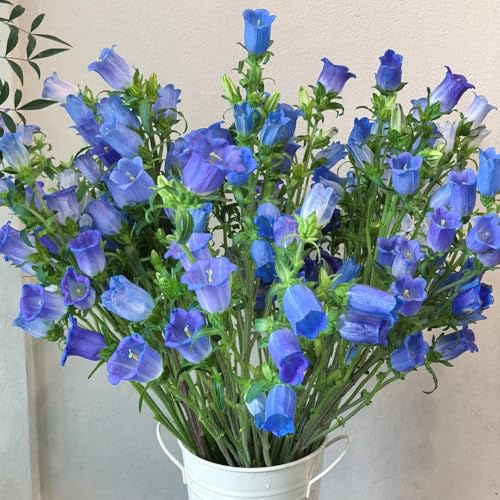 semi resistenti di campanula perenne resistente tappezzante campanula all'esterno decorazione da giardino per esterni, tappeto 130pcs