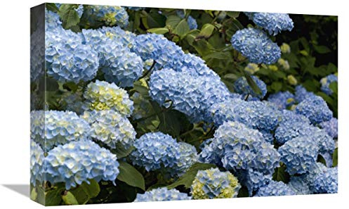 Global Gallery Bigleaf Hydrangea Madame riverain Variety Flowers-Canvas Art-18x12