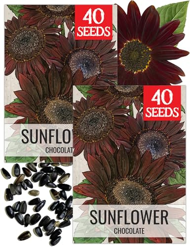 Seed Needs Chocolate Sunflower Seeds to Plant Cut Flowers - 2 Packs