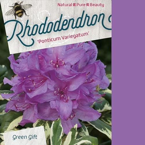 Rododendro ponticum 'Variegatum' – Rododendro pontico 'Variegatum' – Vaso da 40 – 50 cm