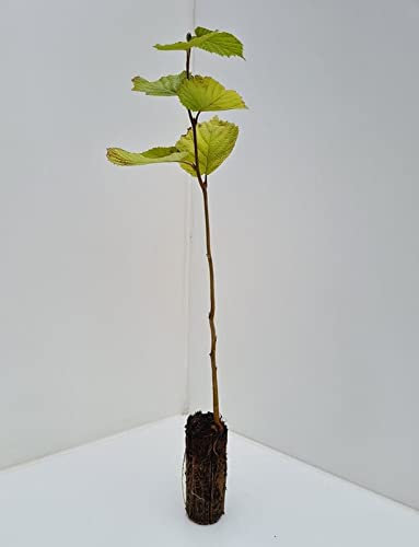 Common Hazel Tree | Corylus avellana Native Wildlife Friendly Plant | Traditional British Garden Tree with Spring Catkins and Autumn Nuts| 20/40cm - UK Cell Grown