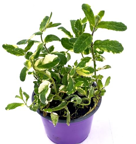 Ananas Minze Mentha suaveolens Kräuter Pflanzen 4 stk.