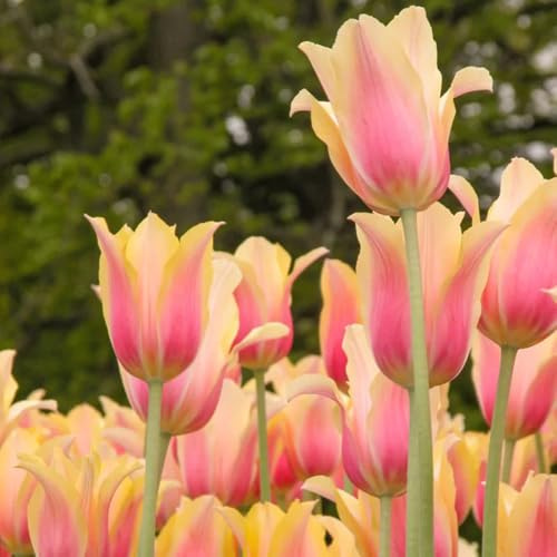 Bulbi di tulipano d'appartamento esotiche varietà antiche biologiche rare rialzata di primaverili bulbi resistenti per giardini rocciosi 5pcs