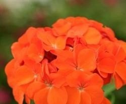 Just Seed - Flower - Geranium - Sprint Orange F2 - 10 Seed