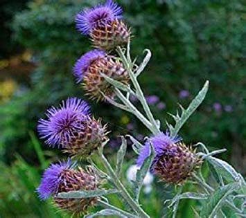35 graines du cardon Artichaut Thistle Llarge Fuzzy Fleurs Violet Tropical Rechercher