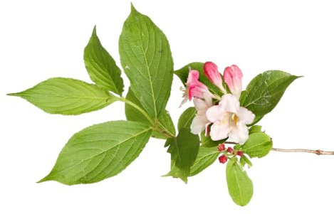 Weigela Plants, 'Vintage Love', 1 x Full Plant in a 2 Litre Pot, Garden Ready and Ready to Plant, Premium Quality Garden Perennials