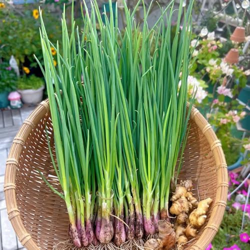 Semillas de cebollino, raras Semillas de variedades antiguas de jardín 50pcs