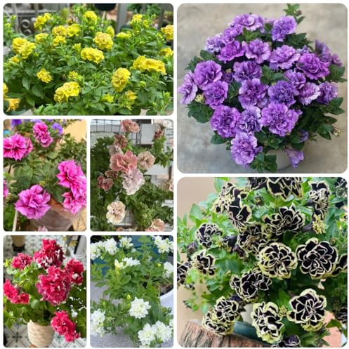 semillas de petunia perenne decorativas resistentes para balcón petunias colgantes de para camas elevadas, colgantes de jardín, 200pcs