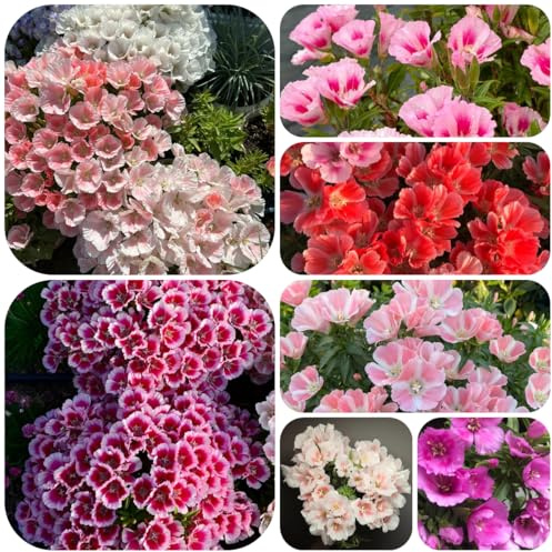 semillas de azalea de verano, perennes azalea verano raras, decoración sala estar, Decoración jardín para exteriores, alfombra, primavera, 300pcs