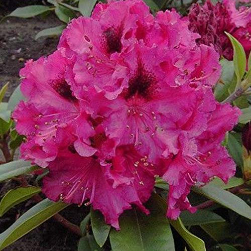 Rhododendron 'Marie Forte' - Kräftige Farben 40-50 cm Topf