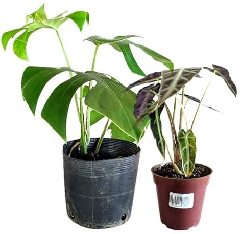 Monstera Deliciosa & Alocasia Amazonica | Pack 2 Plantas | DECOALIVE | Plantas de Interior | Costilla de Adán y Oreja de Elefante