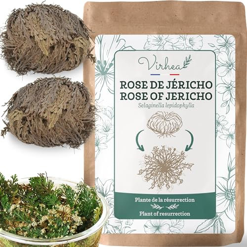 Rosa de Jericho X2 – Planta de la Resurrección – Selaginella Lepidophylla, Planta Dinosaurio [Satisfacción o reembolso]