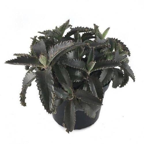 Kalanchoe Daigremontiana Planta Remedio Natural Encuentra Alivio de Forma Natural con esta Planta