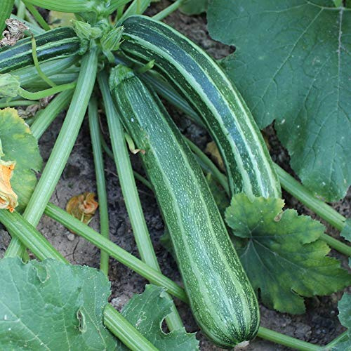 Zucchini Striato d`Italia Samen