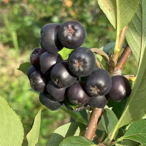 Aronia Melanocarpa, säulenobst Schwarze Apfelbeere, obstpflanzen winterharte für garten Beerenstrauch, säulenobstbäume winterhart 65Samen