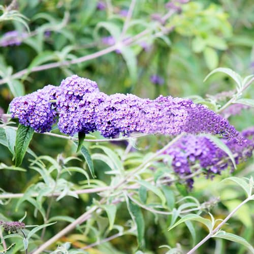 Buddleja arbustiva - semi di esotica balcone cespuglio arbusti semprever resistenti, interno giardino balcone giardino 225semi
