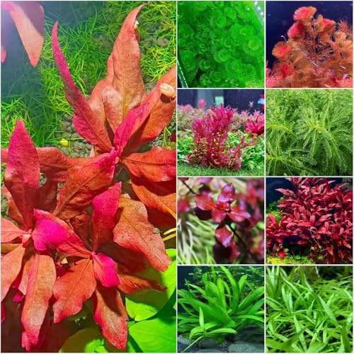 teichpflanzen winterhart - exotische - seltene - stauden winterhart mehrjährig pflanztöpfe pflanzensamen wasserpflanzen bonsai aquarium winterharte 250samen