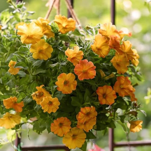semi di petunia appesi rare, decorazione del soggiorno di petunia petunia di campo, aiuole rialzate 750pcs