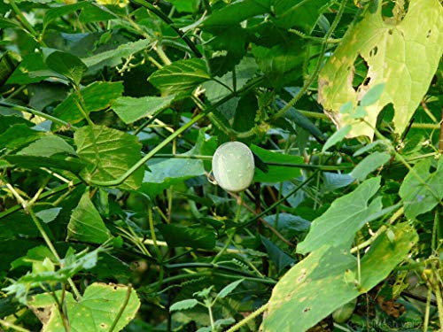 Cucumis Melo SSP Agrestis - Melone muschiato selvatico - 10 Semi - NPWS: Semi